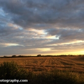 Sunset over Wheat Field