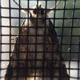 A Moth on netting A Moth on netting