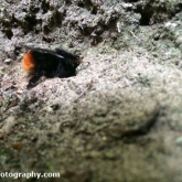 Red-Tailed Bumblebee Red-Tailed Bumblebee