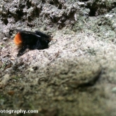 Red-Tailed Bumblebee