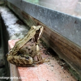 Frog in the Greenhouse