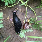 Slug and Snail race