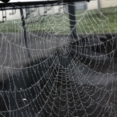 02-spidersweb