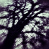 07-treeshadow