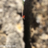 Ladybird hiding in a wall