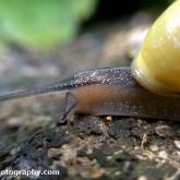 Snail Snail
