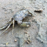 Dead Crab on the Beach