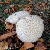 Puffball Fungi