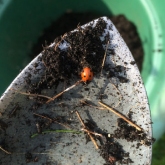 Ladybird I rescued from being planeted