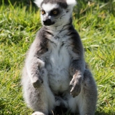 Lemur - Longleat Safari Park 2016