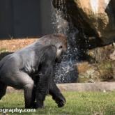 Gorilla - Longleat Safari Park 2016