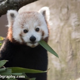 Red Panda - Longleat Safari Park 2016