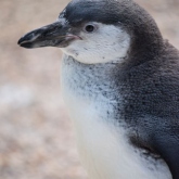 Humboldt penguin - Longleat Safari Park 2016