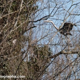 The Wildlife Trusts - Lower Moor Farm - Grey Heron gathering nesting material