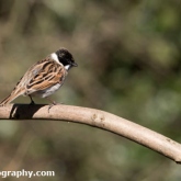 The Wildlife Trusts - Lower Moor Farm - Reed Bunting (Male)