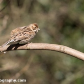 The Wildlife Trusts - Lower Moor Farm - Reed Bunting (Female)