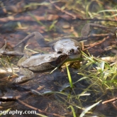The Wildlife Trusts - Lower Moor Farm - Common Frog