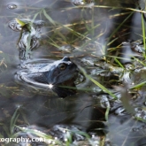 The Wildlife Trusts - Lower Moor Farm - Common Frog