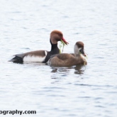 The Wildlife Trusts - Lower Moor Farm - Red-crested Pochard