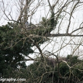 The Wildlife Trusts - Lower Moor Farm - Grey Heron nest