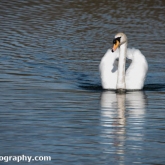 The Wildlife Trusts - Lower Moor Farm - Mute Swan