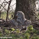 Millets Farm Falconry Centre - Ural Owl