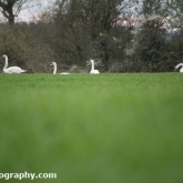 Mute Swans feeding on a farmers crop