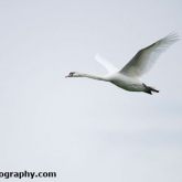 Mute Swan coming in to land to feed on a farmers crop
