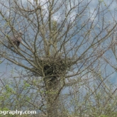 Buzzard Nest