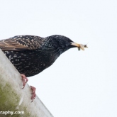 Starling with food