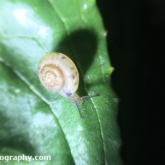 My Patch - snail