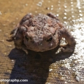 My Patch - Toad