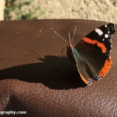 My Patch - Red Admiral
