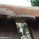 My Patch - Buff tip moth caterpillar