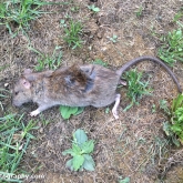 My Patch - Brown rat