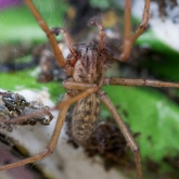 My Patch -  Large House Spider (Tegenaria gigantea)