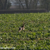 Brown hare Brown hare