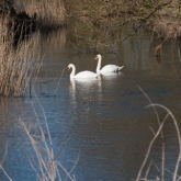 My Patch - Mute swans