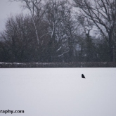 My Patch - Carrion crow in the snow