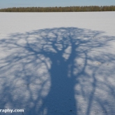 My Patch - Tree shadow