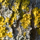 My Patch - Yellow wall lichen