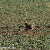 My Patch - Brown hare