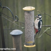 My Patch - Great spotted woodpecker