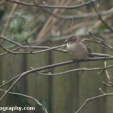 My Patch - House sparrow
