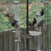 My Patch - Starlings