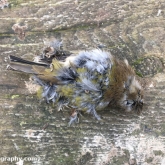 My Patch - Dead goldfinch