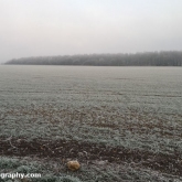My Patch - Frosty field