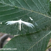 White Plume Moth (phone image)
