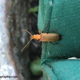 My Patch - Common red soldier beetle