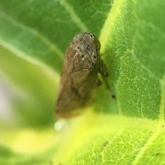 My Patch - Common froghopper